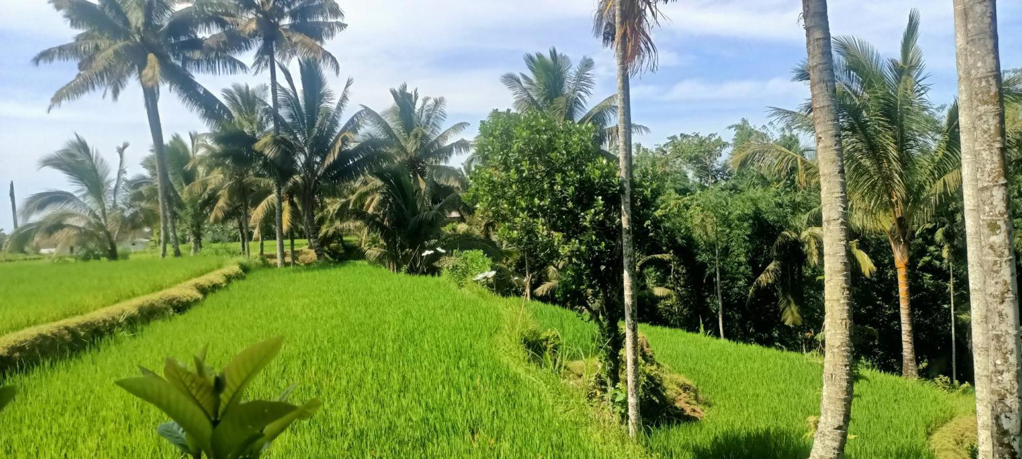 Lingkung Park Tetebatu Daire Dış mekan fotoğraf